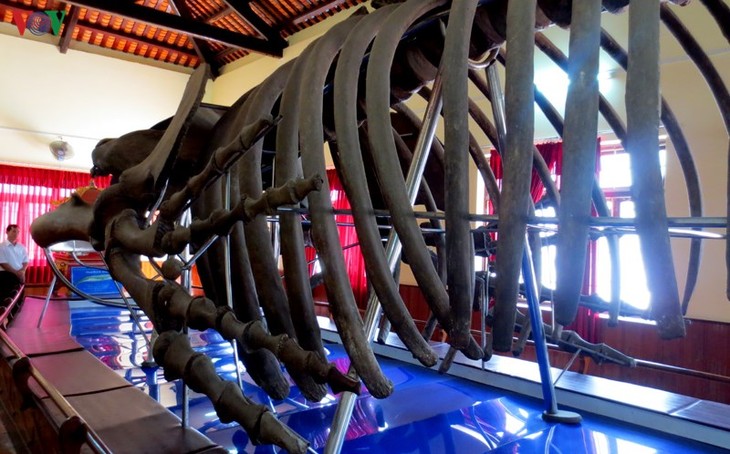 Gros plan sur la plus grande carcasse de baleine d’Asie du Sud-Est - ảnh 5